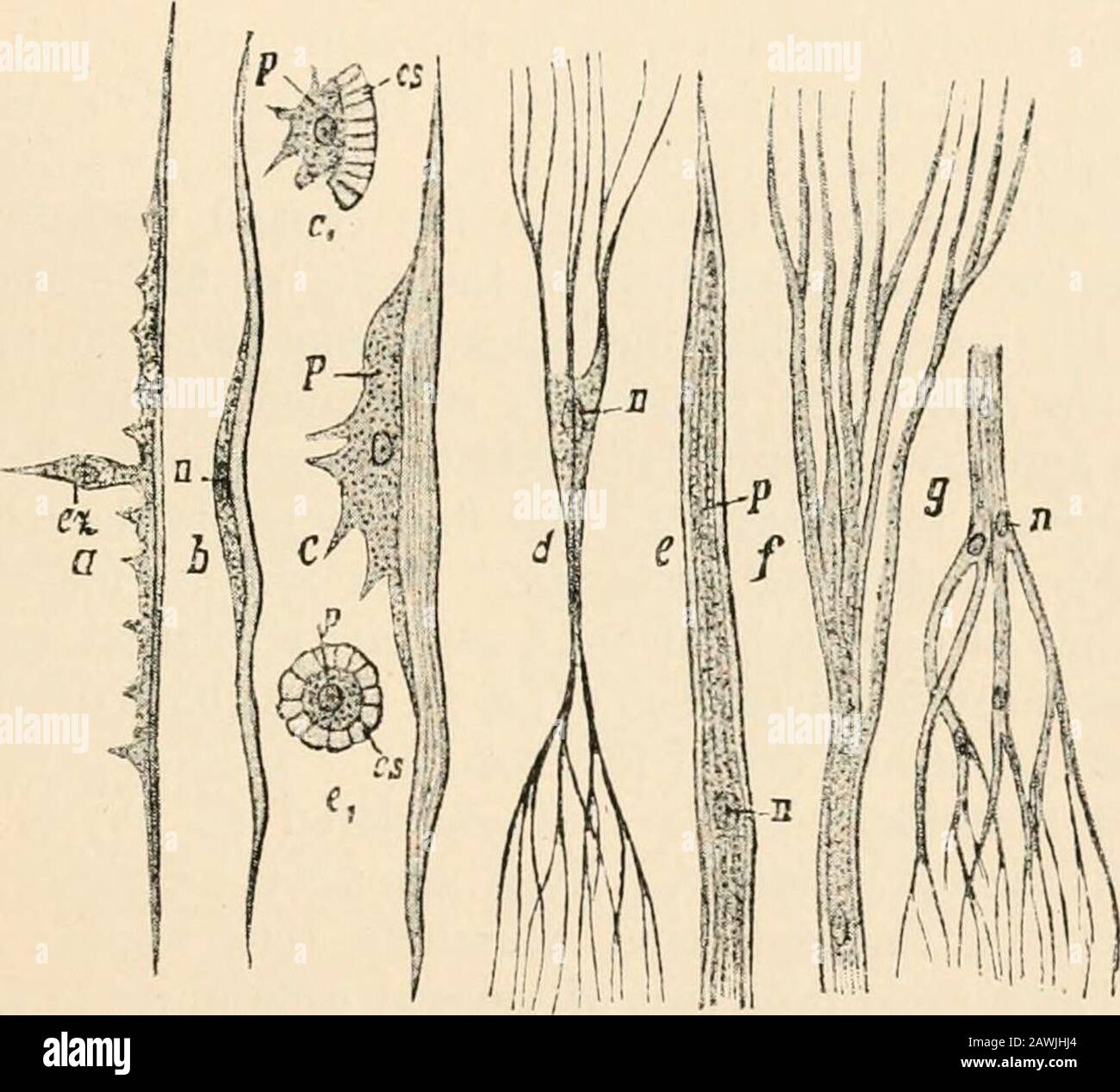 Text-book of comparative anatomy . MUSCLE TISSUE changing them into ...