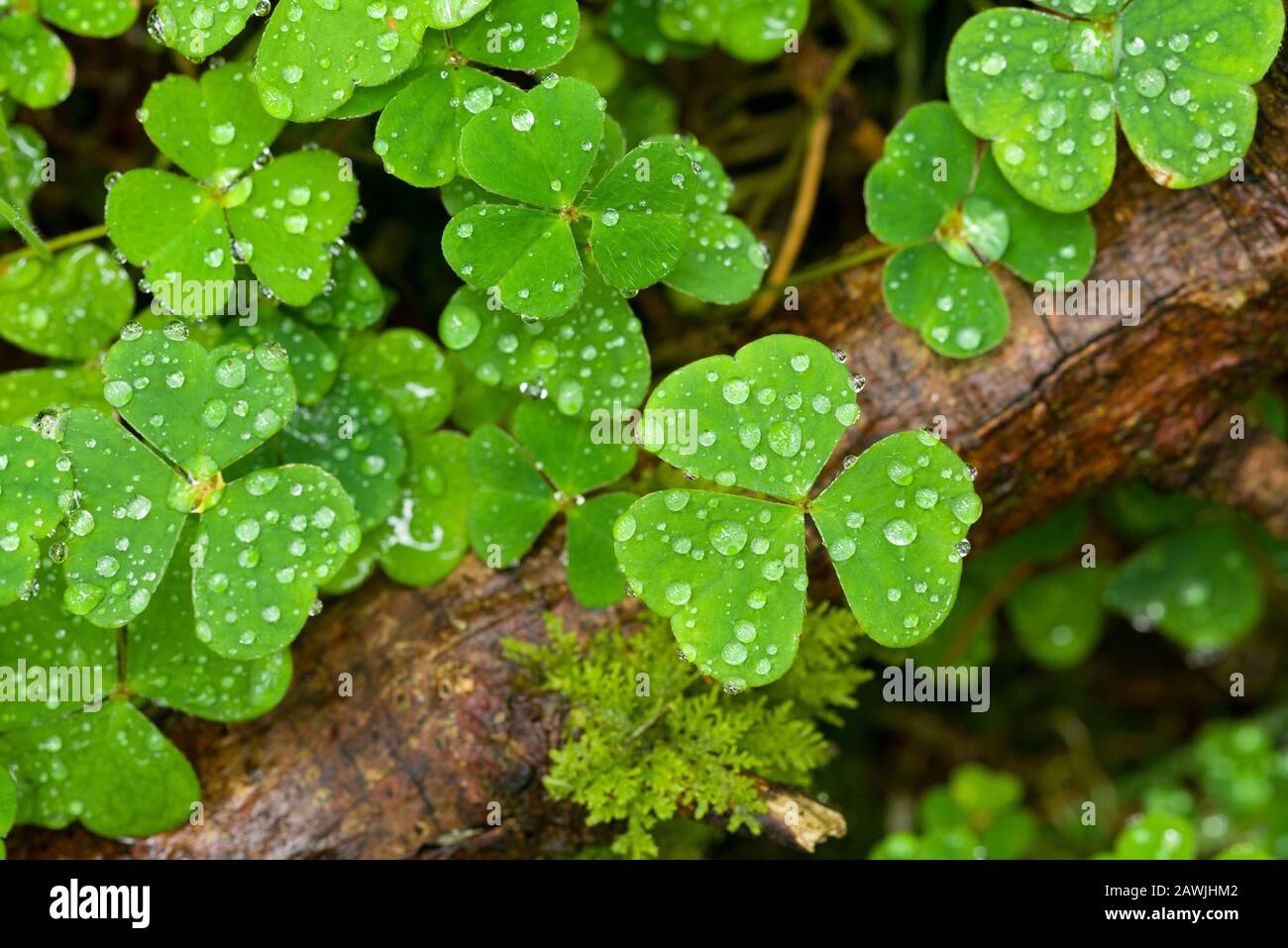 Wood Sorrel (Oxalis acetosella) on a woodland floor after rain in late summer. Stock Photo