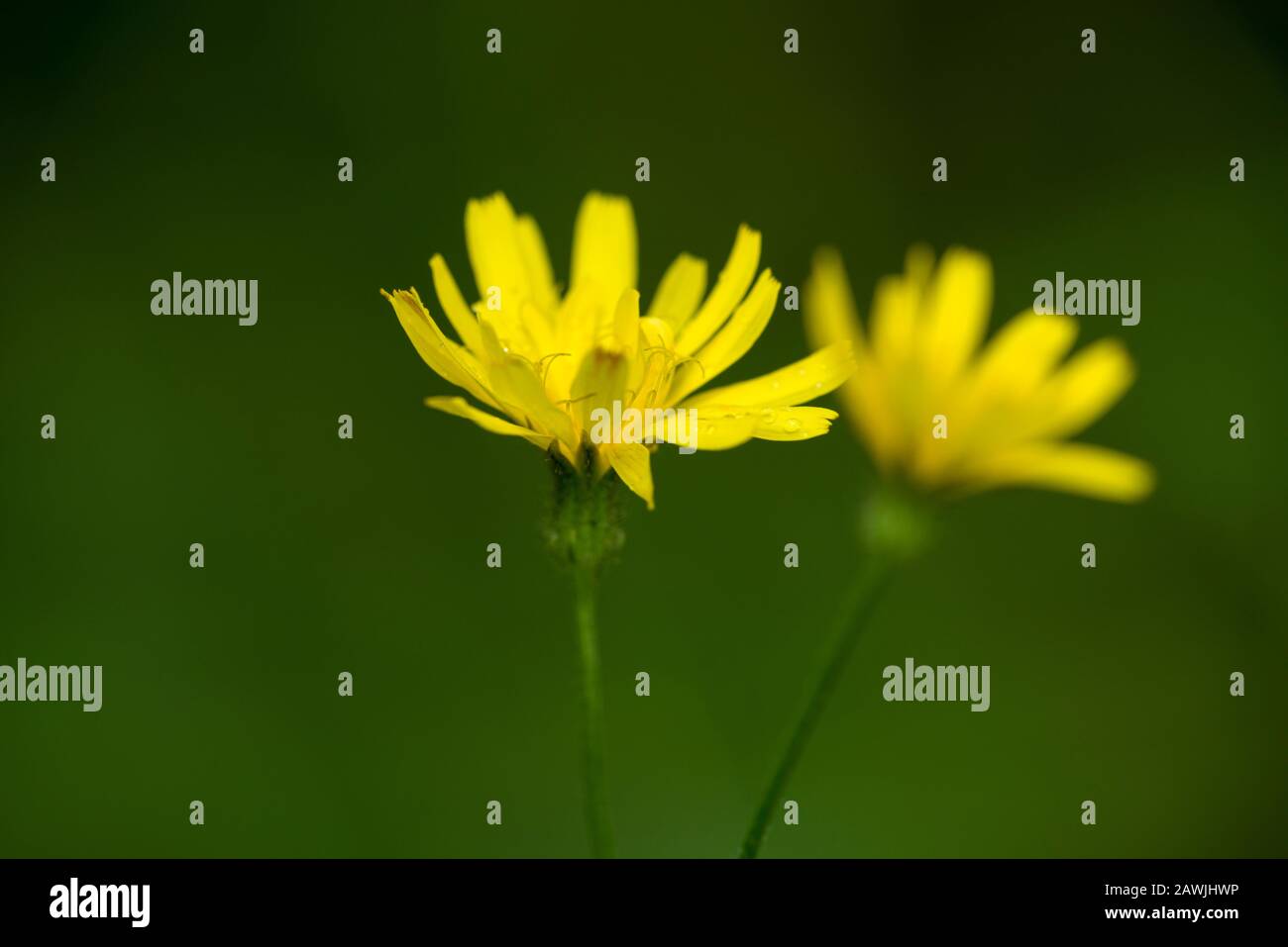 Autumn Hawkbit (Scorzoneroides autumnalis) flowers in late summer. Stock Photo