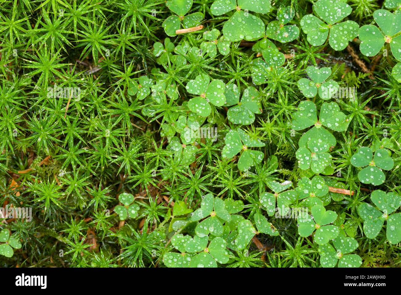 Wood Sorrel (Oxalis acetosella) and Bank Haircap (Polytrichastrum formosum) on a woodland floor after rain in late summer. Stock Photo