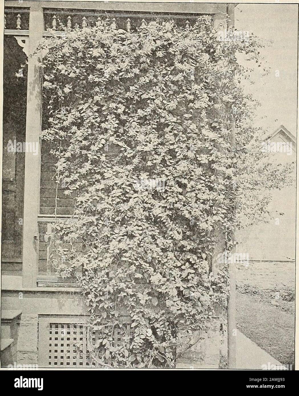 General catalogue of fruit and ornamental trees, shrubs, roses, etc . eason. 35c. CISSUS. C. variegata. Varieqated-leaved Cissus. A handsome running vine like a grape, with handsome variegatedthree-lobed leaves, and small clusters of dark colored fruit. 35c. CLEMATIS. Virgins Bower. Waldrebe, Ger. Clematite, Fr. None among hardy perennials exceed in beauty and effectiveness the finer sorts of Clematis. As a climber forthe veranda, a screen for fences, for pillars along the garden walks, for training on walls or arbors, in masses onrockwork, or cultivation in pots, it has no rival among strong- Stock Photo