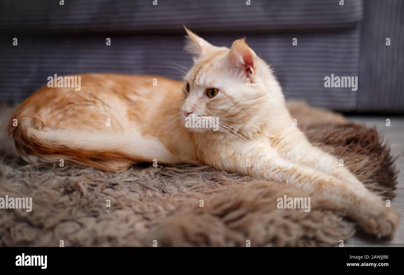 a young, lazy maine coon cat lies on the floor on a fur coat Stock