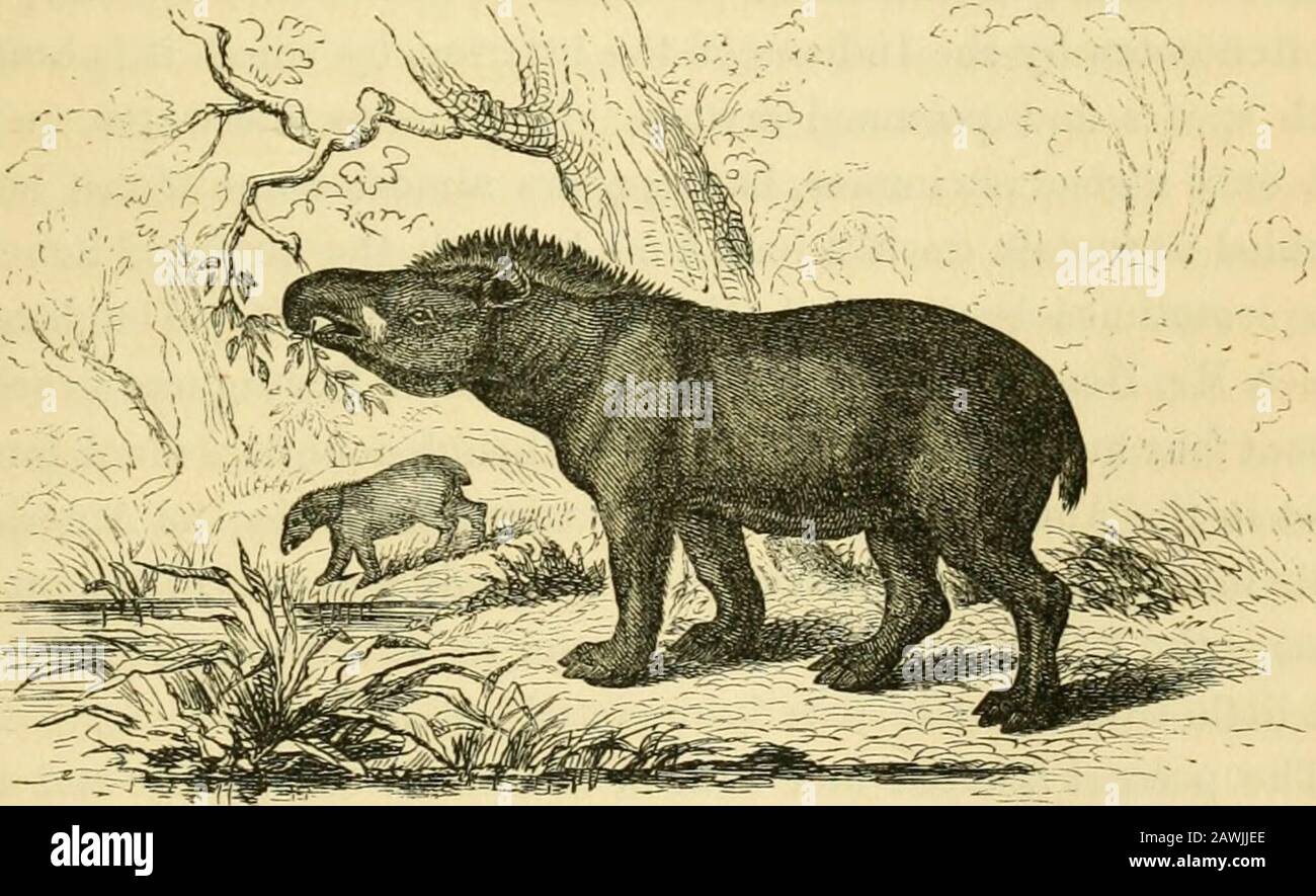 Brazil and the Brazilians : portrayed in historical and descriptive sketches . f Kaffraria or Algeria. It has often been a subject of wonder to me that of the tapir,the largest animal Brazil and the Brazilians : portrayed in historical and descriptive sketches . f Kaffraria or Algeria. It has often been a subject of wonder to me that of the tapir,the largest animal