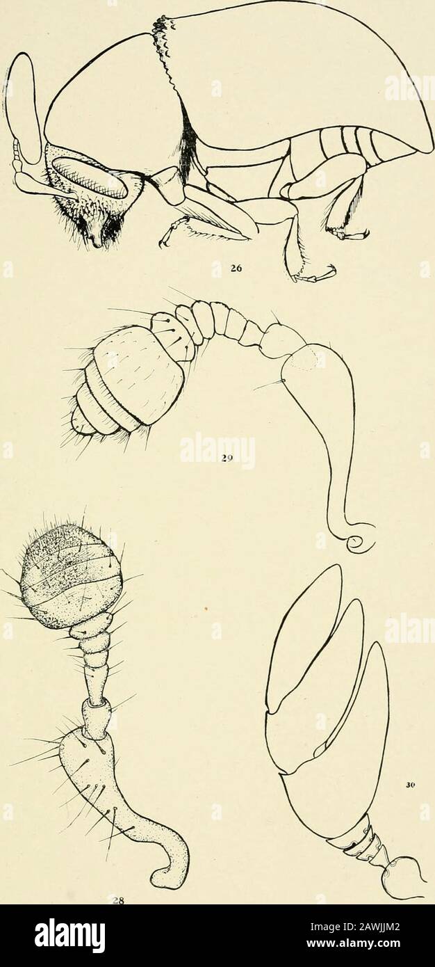 Report of the State Entomologist on injurious and other insects of the state of New York . Scolytid structures PLATE 10179 26 Chramesus icoriae Lee, lateral view. (Enlarged) 28 Dendroctonus terebrans Oliv., antenna. (Greatly enlarged) 29 Hylurgops glabratus Zett., antenna. (Greatly enlarged) 30 P h 1 o e o t r i b u s 1 i m i n a r i s Harris, antennal funicle and club. (Greatly enlarged) Plate 10. Scolytid structures PLATE H i5i 31 Hylurgops glabratus Zett., foretarsus. (Greatly enlarged)^2 Hylastes uncles, sp., first three segments of foretarsus. (Greatly enlarged)3^ Hylurgops glabratus Zett Stock Photo