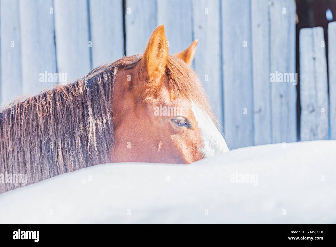 Winter alpine horse standing in the snow against the backdrop of a wooden farm. Mountain landscape in the Alps. Stock Photo