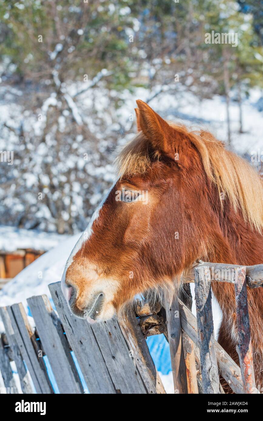 Portrait of young beautiful red horse with long mane Stock Photo