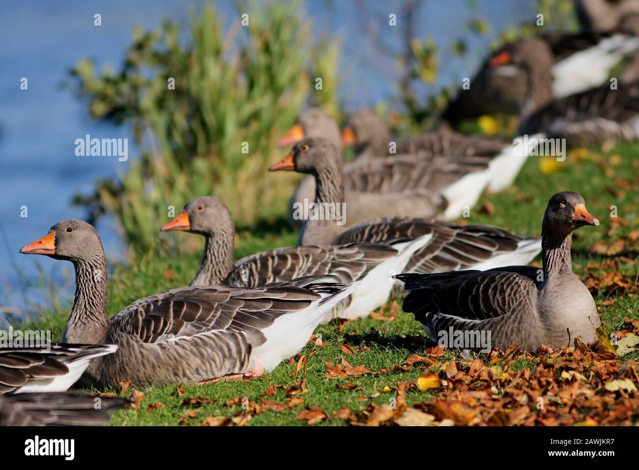GREYLAG GOOSE (Anser anser) flock are resting on a riverbank, Scotland, UK. Stock Photo