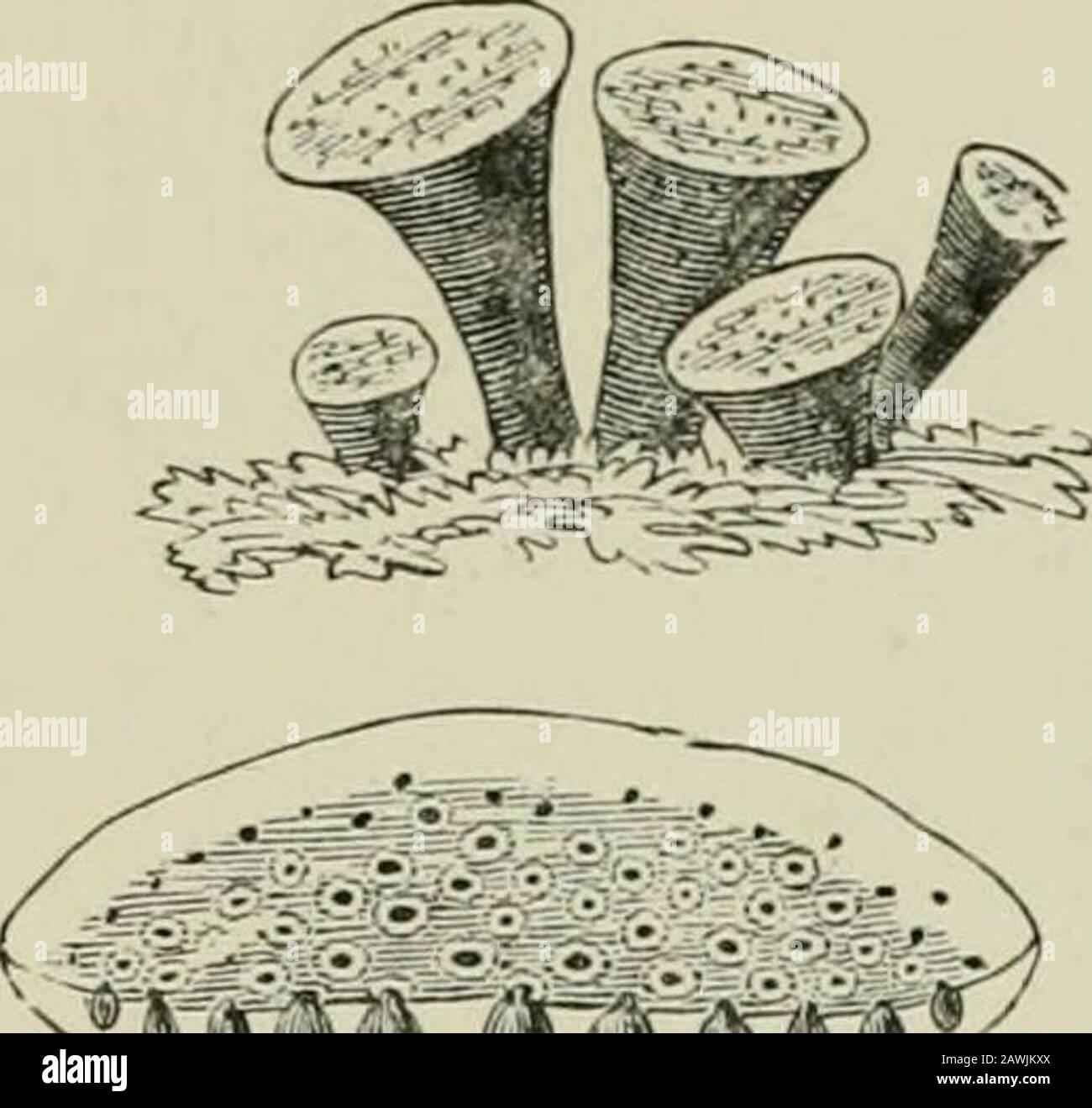 Introduction to the study of fungi : their organography, classification, and distribution for the use of collectors . CA PS ULA R FUNGI—P YRENOM YCE TES 207. /// Stock Photo