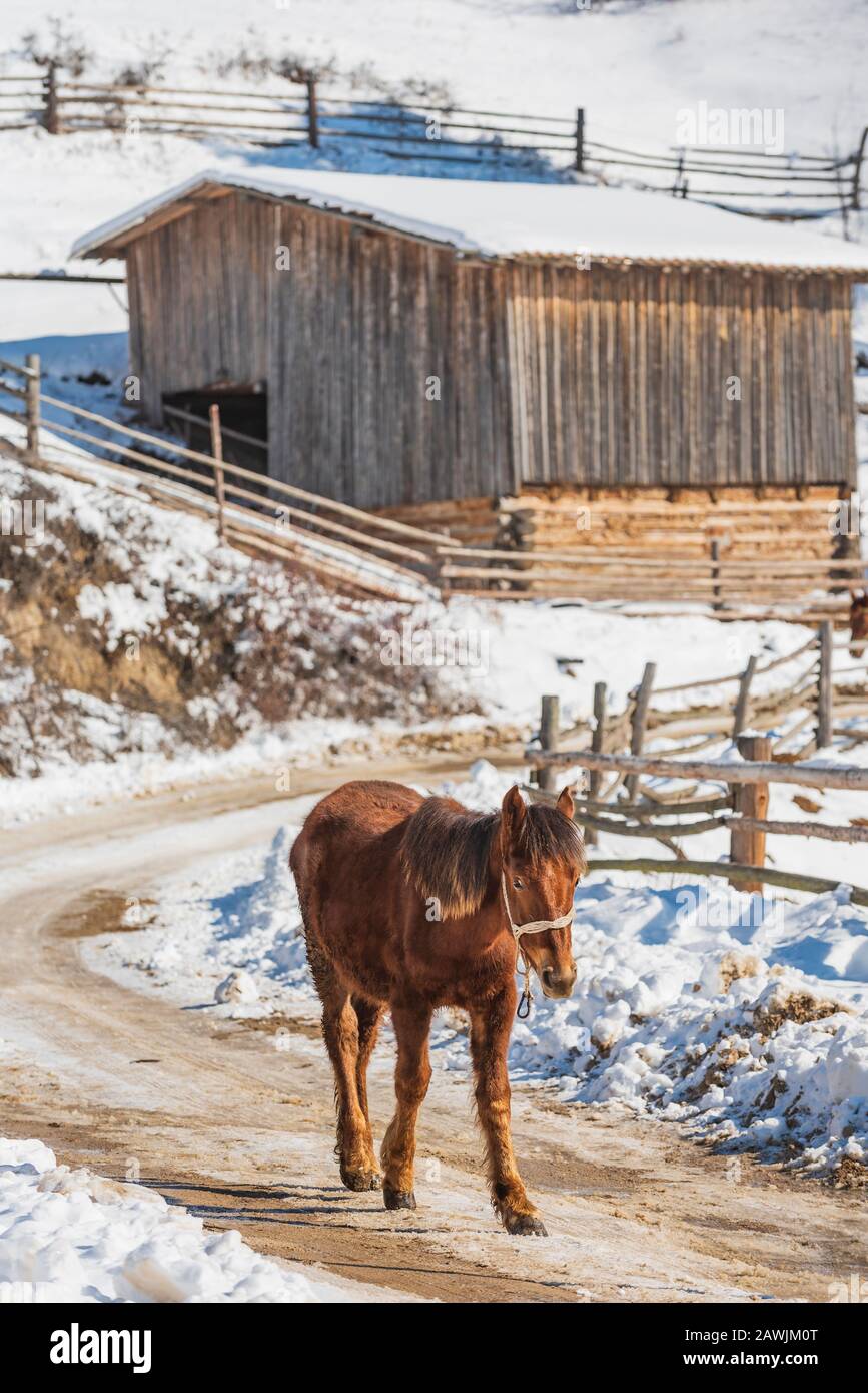 Brown Horse walk alone on the showy road of high mountain village at winter Stock Photo