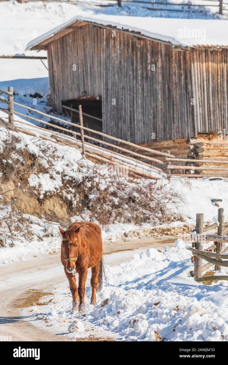 Brown Horse walk alone on the showy road of high mountain village at winter Stock Photo