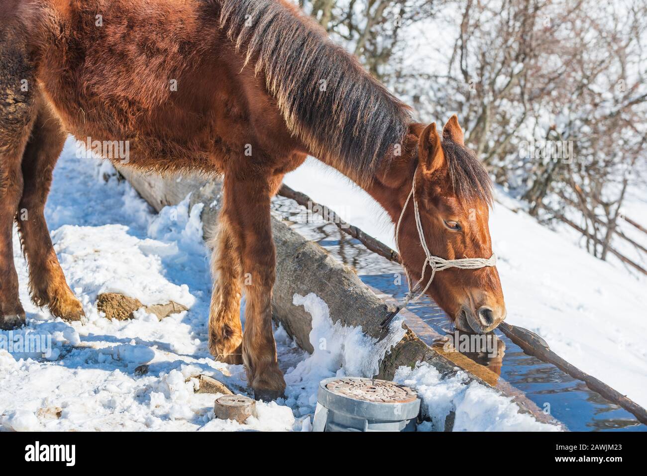 Horse drinking water from a trough on a cold winter day Stock Photo