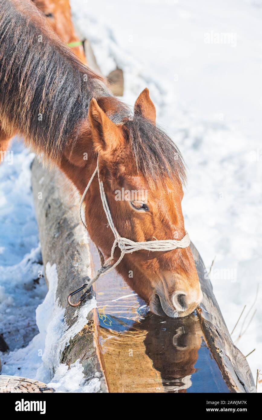 Horse drinking water from a trough on a cold winter day Stock Photo
