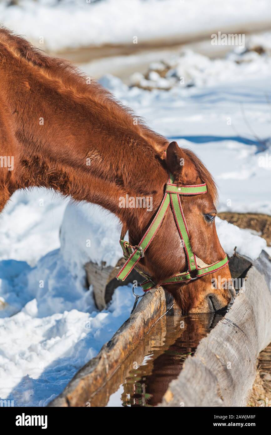 Horse drinking water from a trough on a cold winter day Stock Photo - Alamy