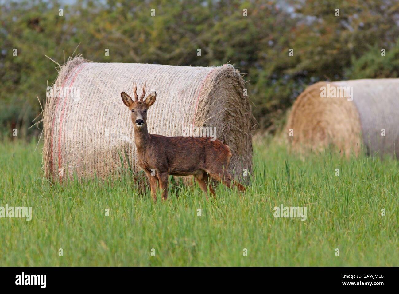 ROE DEER (Capreolus capreolus) moulting from summer coat into winter coat. Stock Photo