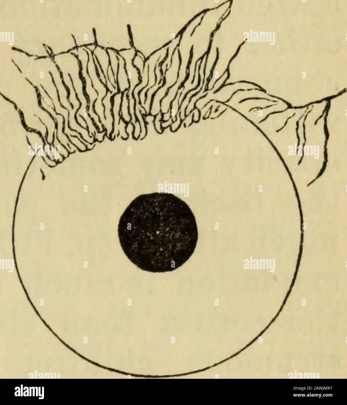The student's guide to diseases of the eye . Fig. 47.—Vessels in  inter-stitial keratitis. DISEASES OF THE CORNEA 107. Fig. 48.—Marginal vas-cular  keratitis. I believe that some of the patients are at