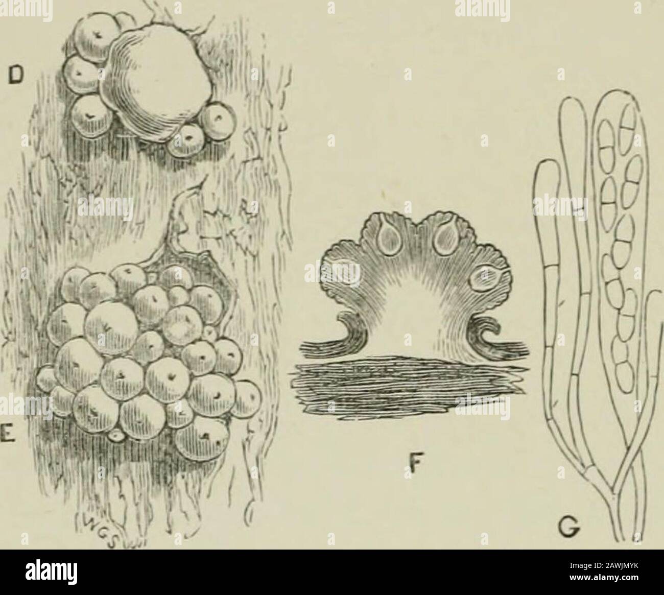Introduction to the study of fungi : their organography, classification, and distribution for the use of collectors . seated uponF, section of stroma; G, asci and sporidia. a more or leSS bySSoid subiculum; these arenow separated from that genus, and united under the nameof Byssonedria, analogous to the Byssosphacria of theSpJmeriaceae. In another group, the perithecia, which resembleNectria, are densely gregarious, and often partially immersedin a velvety subiculum, transformed from the tissues ofdecaying Fungi. This genus is Hypomyces, each species ofwhich has also a conidial form, which pre Stock Photo