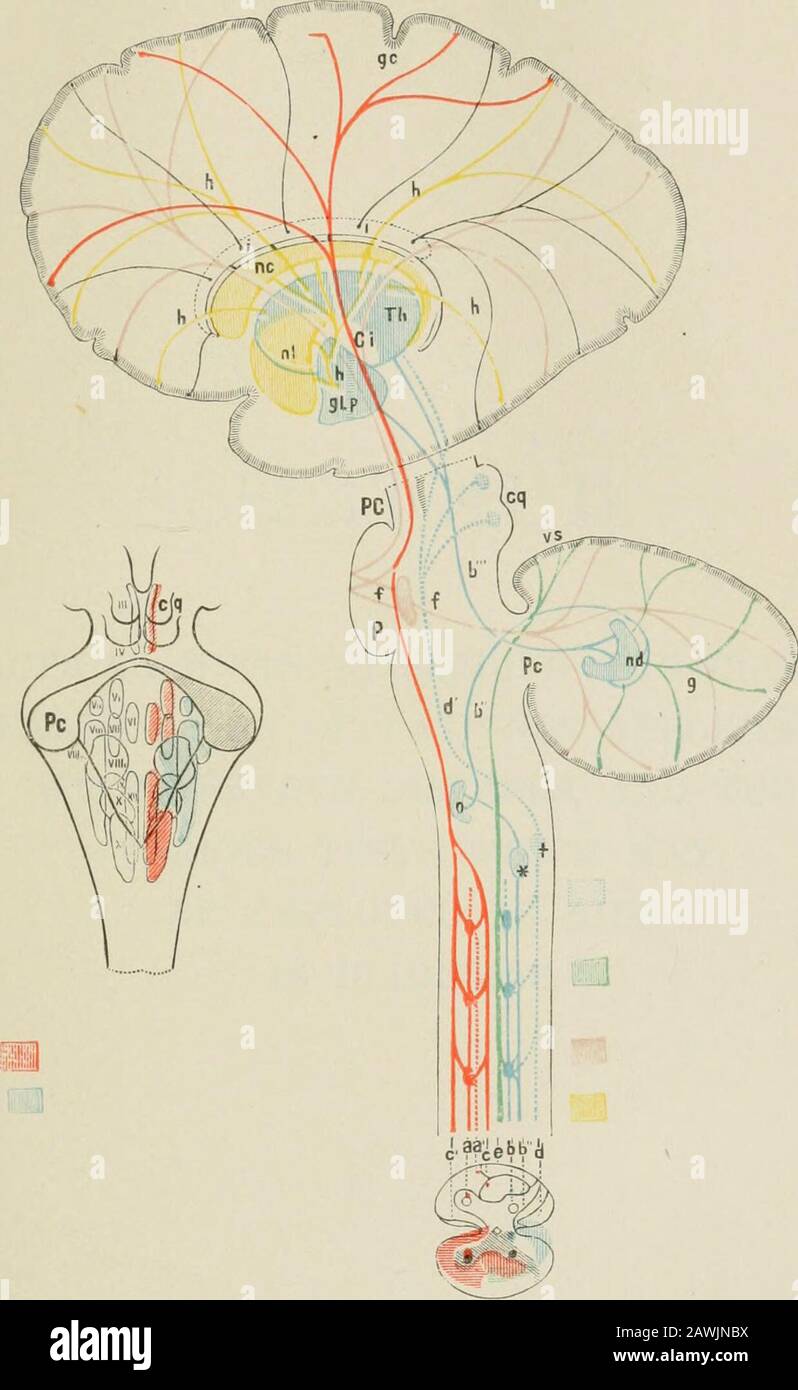 Lectures on nervous diseases from the standpoint of cerebral and spinal ...