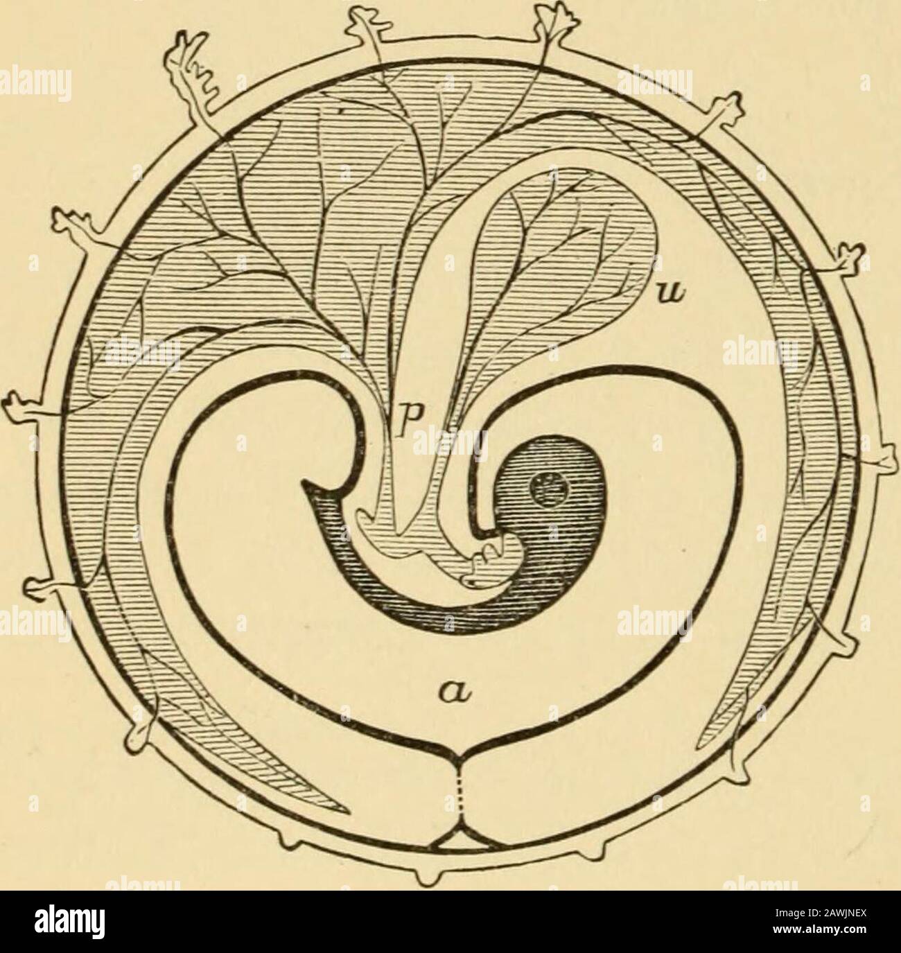 A system of obstetrics . c umbilicus;cac, amnio-chorional cavity; pp, pleuro-peritoneal cavity: ch, chorion; mv, vitel-line membrane ; vo, umbilical vesicle. gradually more and more dis-tended by the accumulation offluid until the membrane whichcontains it is pushed out on allsides, uniting in front around theumbilical cord, and coming in con-tact throughout the whole extentof the ovum with the outer mem-brane (true chorion) already de-scribed, to which it becomes loose-ly united by a gelatinous substance,the tunica media of Bischoff. The Fully-devehped Amnion.—The amnion forms the innermost o Stock Photo