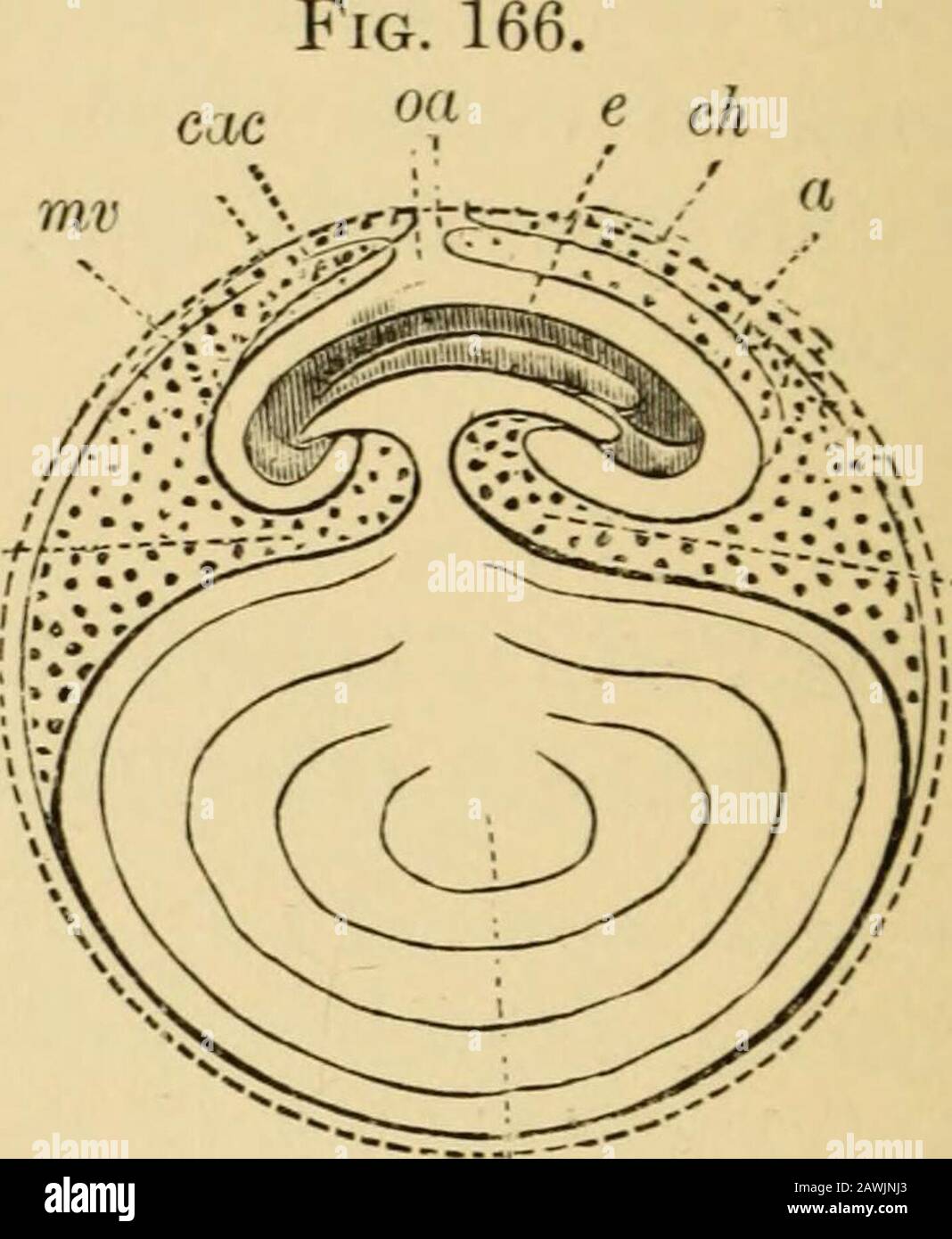 A system of obstetrics .  ea&gt; w PPT&gt;. -PP e, embryo; ec, cephalic extremity; eg, caudalextremity; ca, amniotic hood; pp, pleuro-peritoneal cavity ; y, umbilical vesicle. Fig. 167. e, embryo; a, amnion; oa, amniotic umbilicus;cac, amnio-chorional cavity; pp, pleuro-peritoneal cavity: ch, chorion; mv, vitel-line membrane ; vo, umbilical vesicle. gradually more and more dis-tended by the accumulation offluid until the membrane whichcontains it is pushed out on allsides, uniting in front around theumbilical cord, and coming in con-tact throughout the whole extentof the ovum with the outer Stock Photo