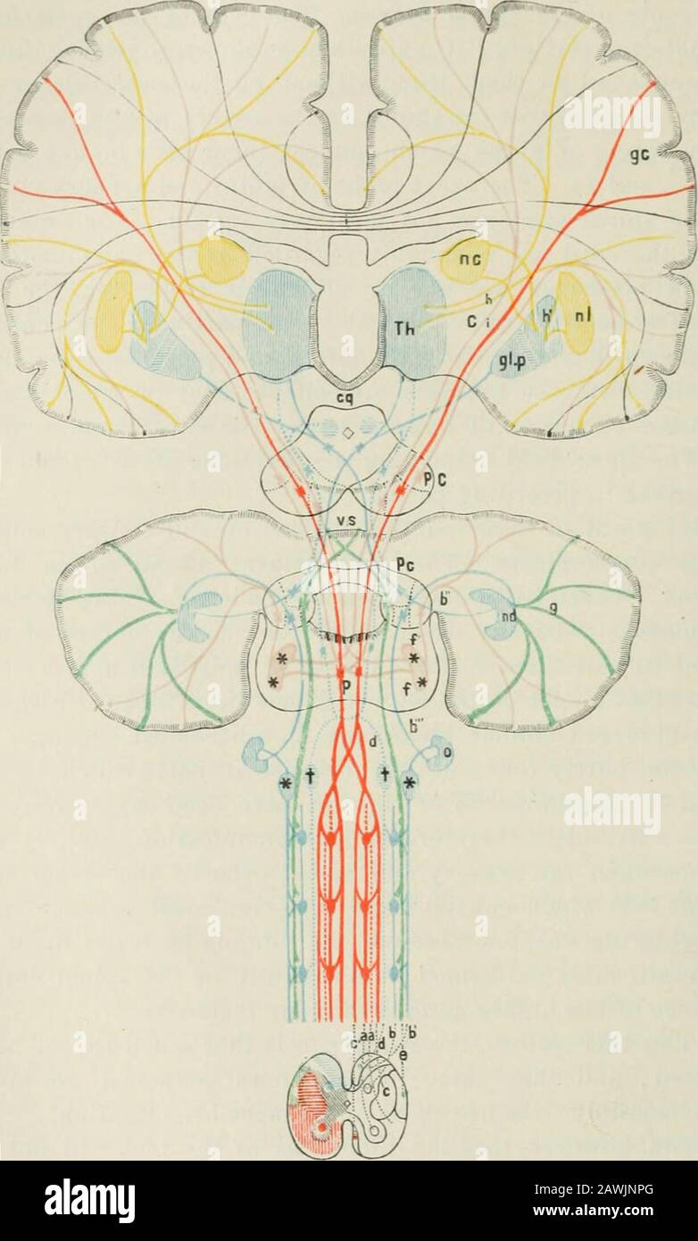 Lectures on nervous diseases from the standpoint of cerebral and spinal ...