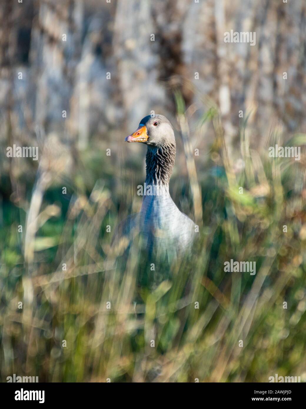 Goose Reed A Greylag Goose (Anser anser) pops its head up from under cover of ...