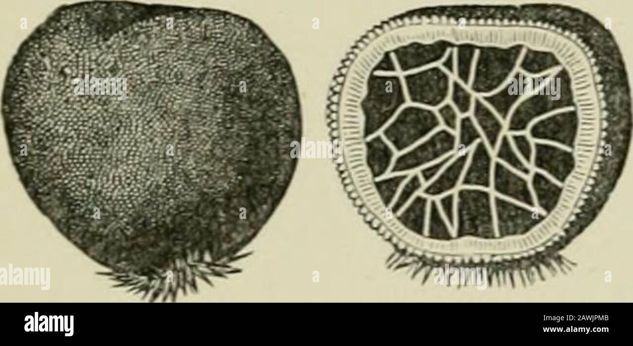 Introduction to the study of fungi : their organography, classification, and distribution for the use of collectors . t ofthem are nearly globose, and theouter coat is harder than in the Truities. In former times theyhad a fanciful reputation in medicine, but have long since goneout of use. It will be observed that in the majority of the Tiibcraceac,where the pressure is equalised during growth, the asci, whichcontain the sporidia, approach a globose form,whilst in the genera where the hymenium is effusedover the interior, as in those which approach theDiscomycetes, the pressure is lateral and Stock Photo