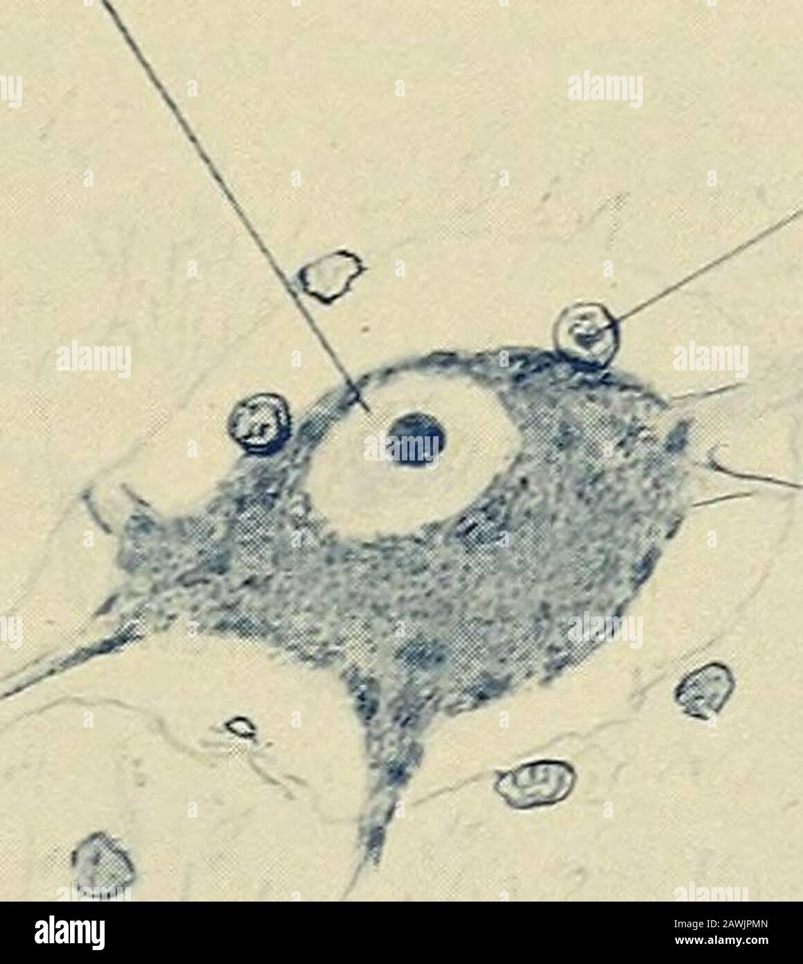 Nissl Granules
