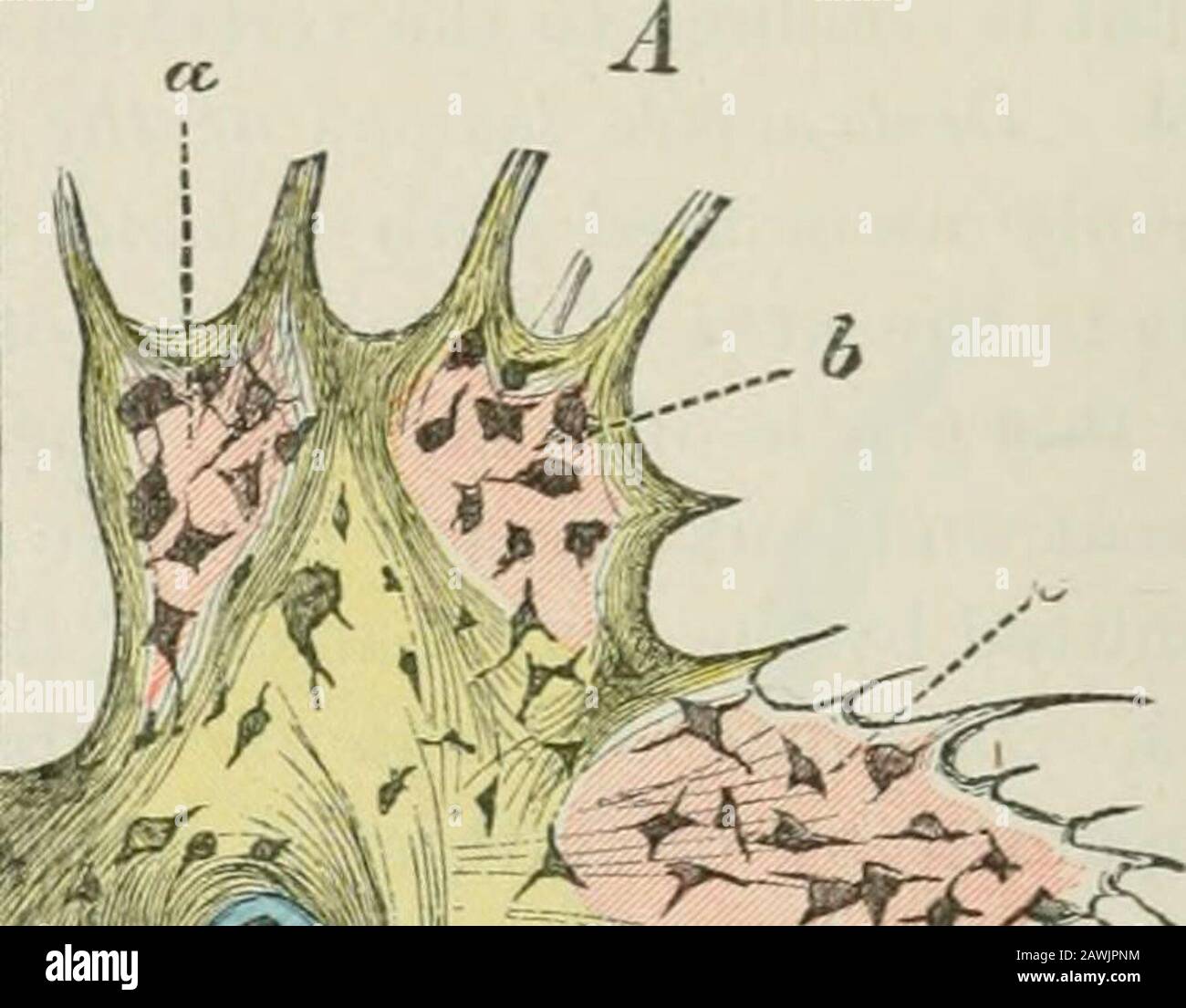 Lectures on nervous diseases from the standpoint of cerebral and spinal ...