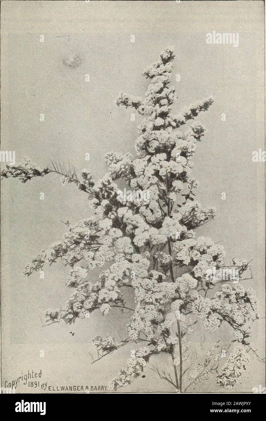 General catalogue of fruit and ornamental trees, shrubs, roses, etc . s. s. s. Spiraea Bumalda. (Reduced.)tenisslMia. D, A very early flowering variety GENERAL CATALOGUE. 95 Spiraea Thunbergii. TuuNBERGs SpiRjBA. D. Of divarf habit and rouuded, graceful form ; braaelies slenderand someA hilt drooping-; foliag-e narrow and yellowish green; flowers small, white, appearing early inspring, being one of the firet Spiraeas to flower. Esteemed on account of its neat, graceful habit. Forceswell in winter. 35c. S. trilobata. Thbee-l,Obed PPIRJEA. D. A vigorous grower. Three-lobed leaves; white flowers. Stock Photo