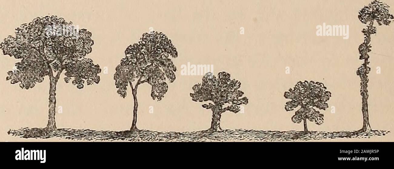 First Scale Trees Scale Trees Drawing