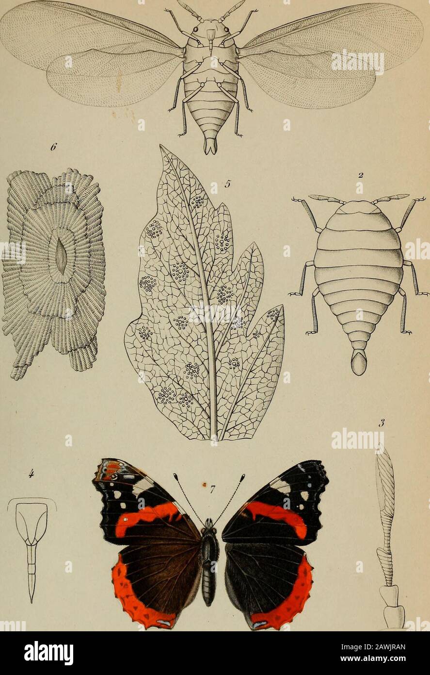 Annales de la Société entomologique de France . Pmgade pina&gt; ? Debray ./v. *.*i? Ânthocharùp FatiouL $J G.AUard,. 2*2? Lycatna Martinà ç Û.Mlard. y. 3l! Omia Oberffutrù., Û.JUard,. £. J.Ï /io/i/.v pal&aiÙF, Il llar. algiralùr, G. .///&lt;//?. r .Wûpion.Parût Annale* de la Société, entomoloaiaue de France ïfSérittTome m. (1867).Pi J.. ?ùmore/,uel, Powade pava . De&nw .iv i d S. Pfu/Ueazera Qiceraûtr, Fonscolomèe. 6. /&lt;/? iScutifèrcu, J/yh&lt;•/?&lt;?/. . Aberration de la Pt/rameùr Ataleméets, Girard.. Jiii/i.Spuùfte..). r. Mitjnon . /it/i.r. An/taie,? de la Soddtà e/ttomoloaloue de. Fran Stock Photo