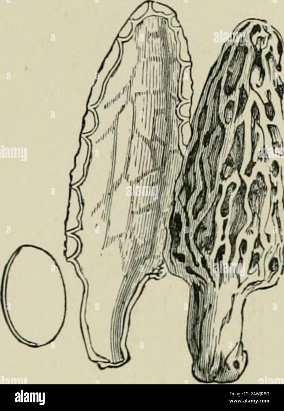 Introduction to the study of fungi : their organography, classification, and distribution for the use of collectors . DISCOID FUNGI—DISCOMYCETES 179. Fig. 73.—Himalayan morel,with section and sporidium. India a large leathery Fungus of the genus Midotis takes theplace of the species of Otidca found in Europe. The Fungi in this group which exercise a deleteriousinfluence on growing plants are limited in number, and con-fined to two or three genera. It has been declared that asmall Peziza, under the name of PezizaWillkommi, is the cause of the devas-tating larch disease; whereas we areof opinion Stock Photo