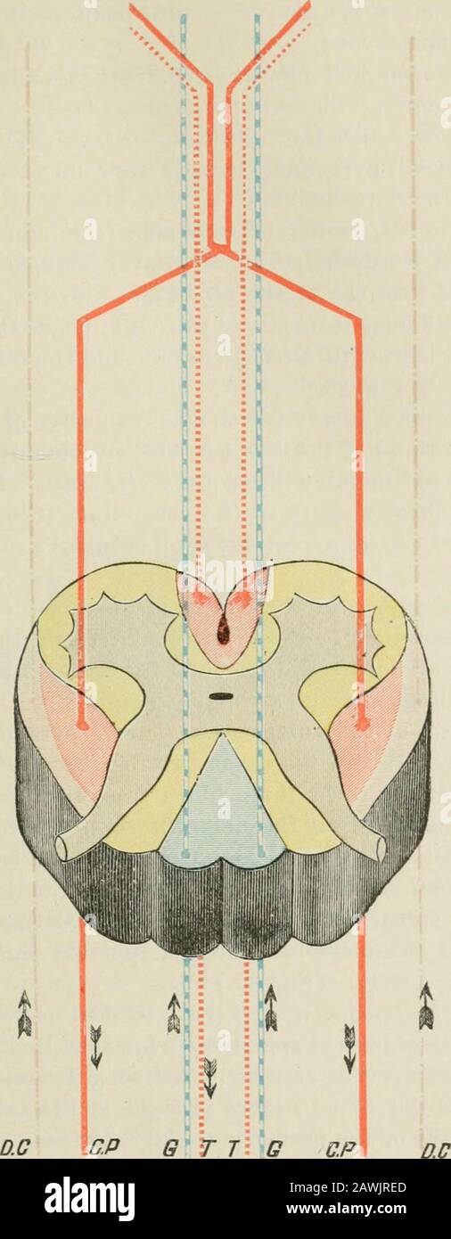 Lectures on nervous diseases from the standpoint of cerebral and spinal ...