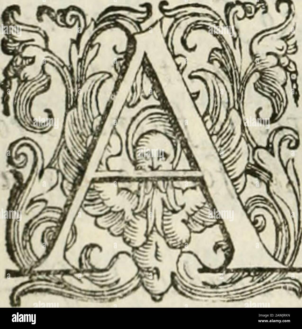 Alci High Resolution Stock Photography And Images Alamy