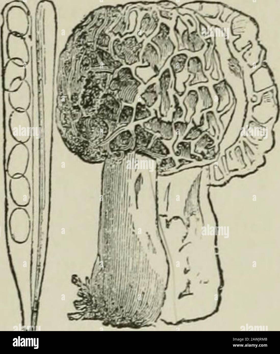 Introduction to the study of fungi : their organography, classification, and distribution for the use of collectors . sacsor asci, which latter are not enclosedin closed perithecia. Many of themFig. 72.—Morchella escuienta. are large enough and succulent enoughto be employed as articles of food, andwe do not remember that any one species has been proved tobe poisonous, although doubts have been expressed of thewholesome character of one or two, and notably of Gyromitraescuienta. The largest number inhabit the ground or flourish onrotten wood, and by far the most part are confined to temperatec Stock Photo