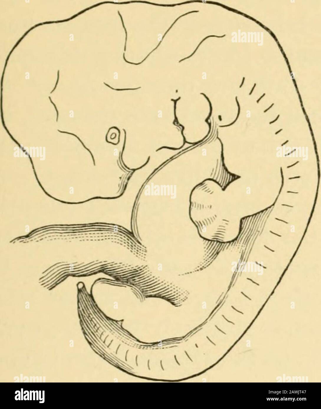 A system of obstetrics . lo-mesenteric arterv; . the the head; behind them may be seen vein : L. liver, with arriving and departingveins : D, intestine ; i, inferior cava : T. coc-cyx : (iU. allantois, with z, one umbilicalartery, and x, an umbilical vein. b, the omphalo-mesenteric arteries on umbilical vesicle: r. omphalo-mesenteric t]ie ear^ an(| m front arises the ex-ternal nose. The limbs are sepa-rated into their three divisions, andthe first suggestions of hands andith the fingers and toes webbed. The Wolffianbodies are much lessened in size, but the kidneys and suprarenalcapsules are no Stock Photo