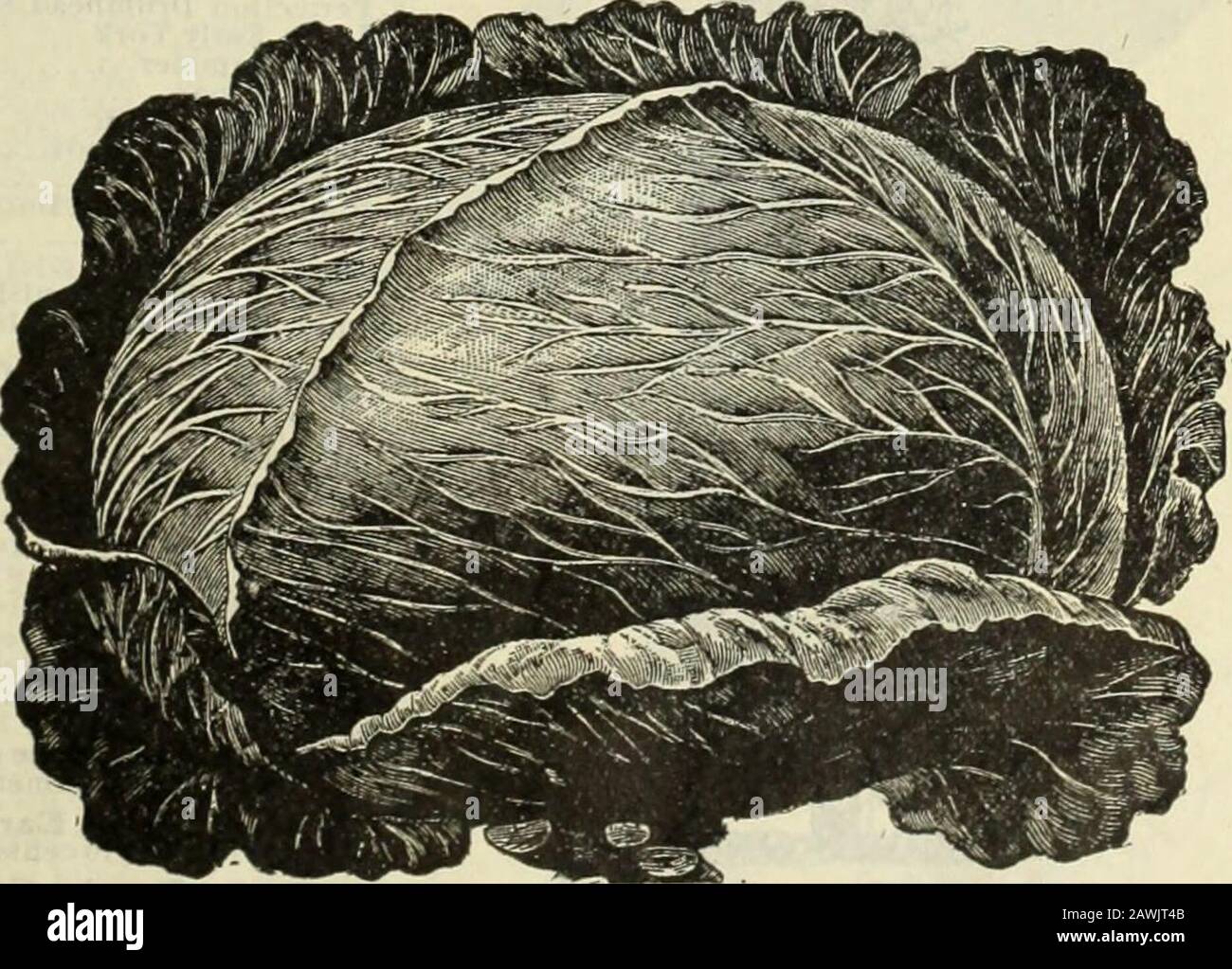 Spring catalog of Alexander's seeds : the best that grow selected for the south direct from the farm to you . ALEXANDERS AVGVSTA EAKLY TRUCKER CABBAGE.. Alexftndera Svirehead Cabbage. 14 Alexander Seed Co., Augusta, Georgia. Stock Photo