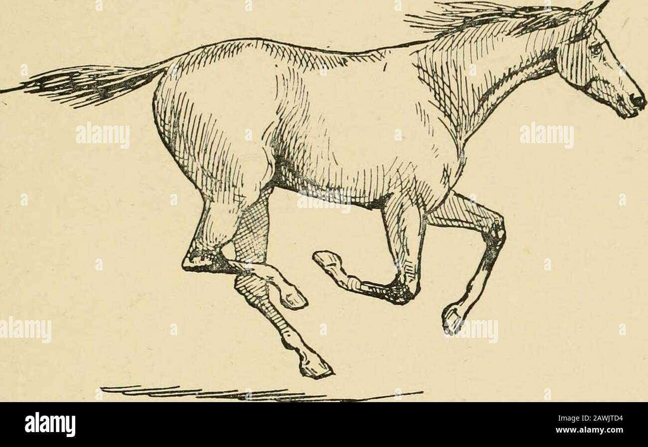 The horse in the stable and the field his varieties, management in