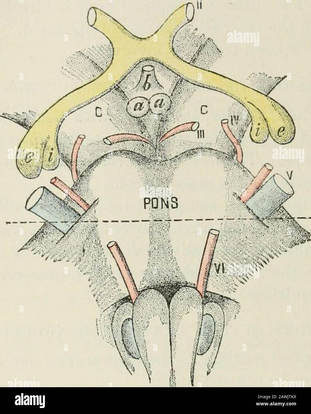 Lectures on nervous diseases from the standpoint of cerebral and spinal ...