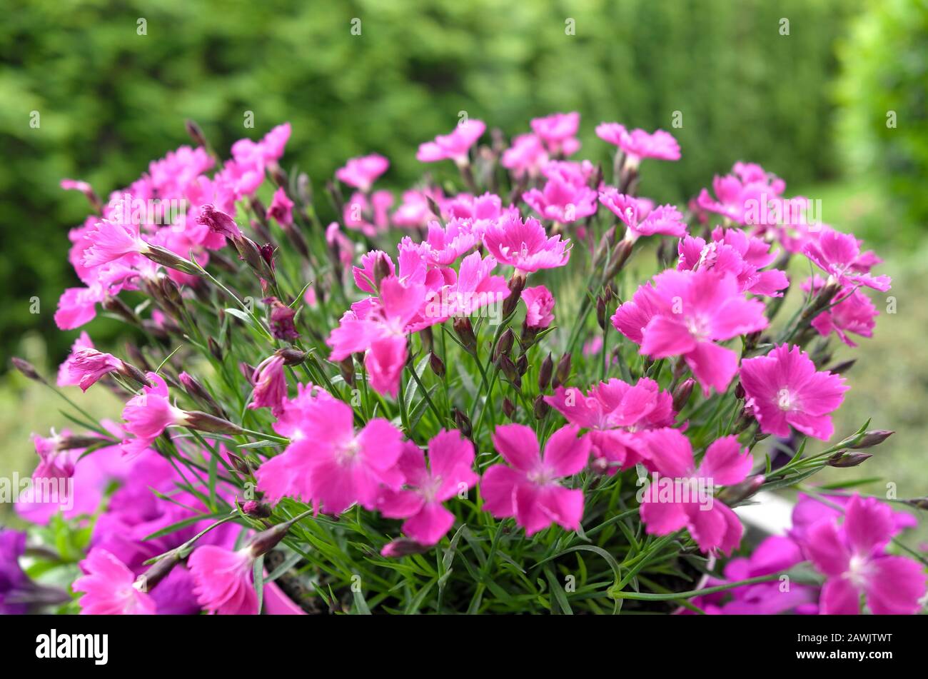 Alpine pink clove flower, Dianthus alpinus,  in the countryside, Germany, Western Europe Stock Photo