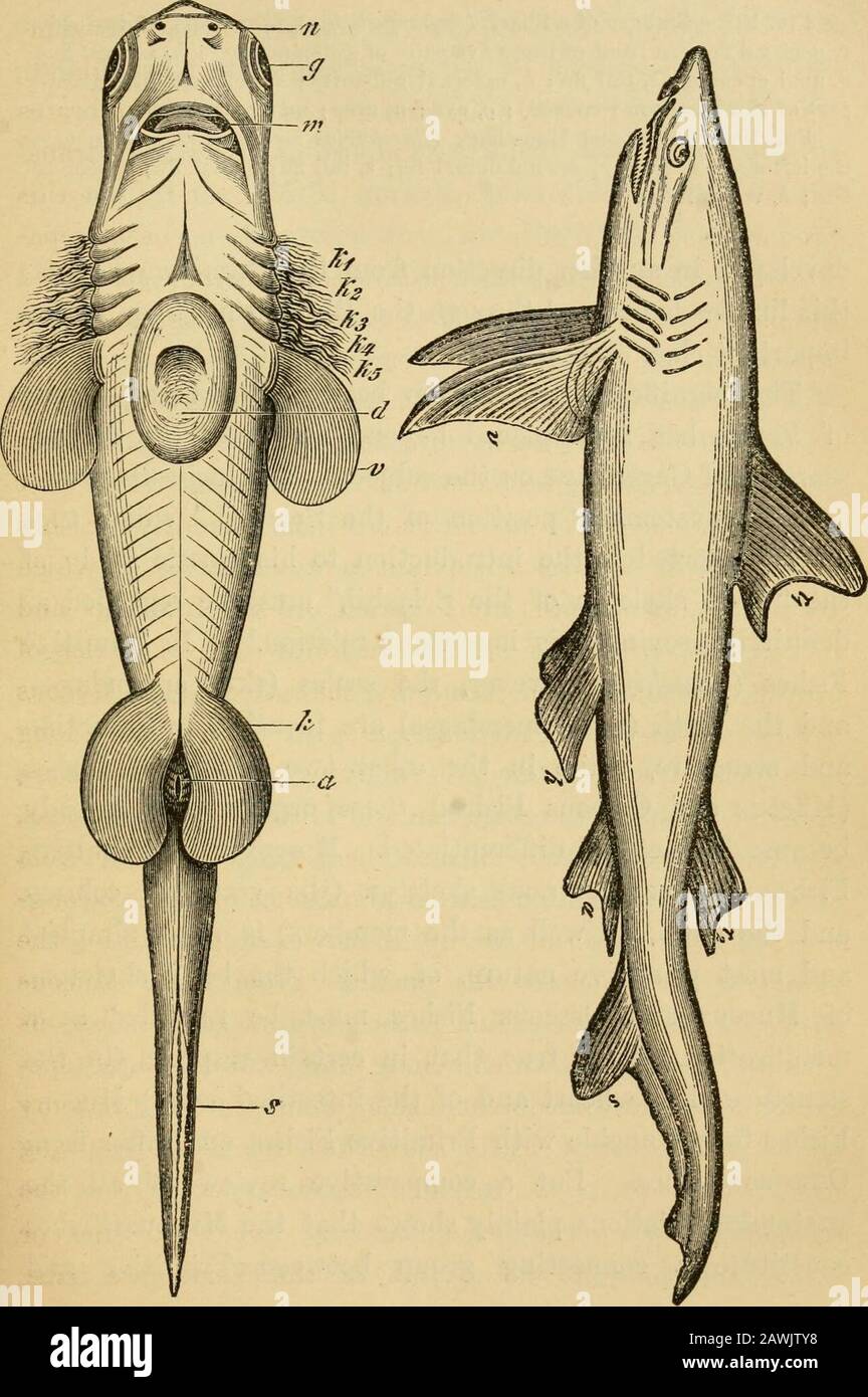 The evolution of man : a popular exposition of the principal points of human ontogeny and phylogeny . nt representatives of whichare the members of the much-varied orders of Sharks andRays (Figs. 101, 192). These are followed by a series offurther developed Fish forms, by the sub-class of MucousFishes (Ganoides). The greater number of these have longbeen extinct, and only very few living representatives areknown; these are the Sturgeon and Huso of European seas,the Polypterus of African, and the Lepidosteus and Amiaof American rivers. The earlier abundance of forms belong-ing to this interesti Stock Photo