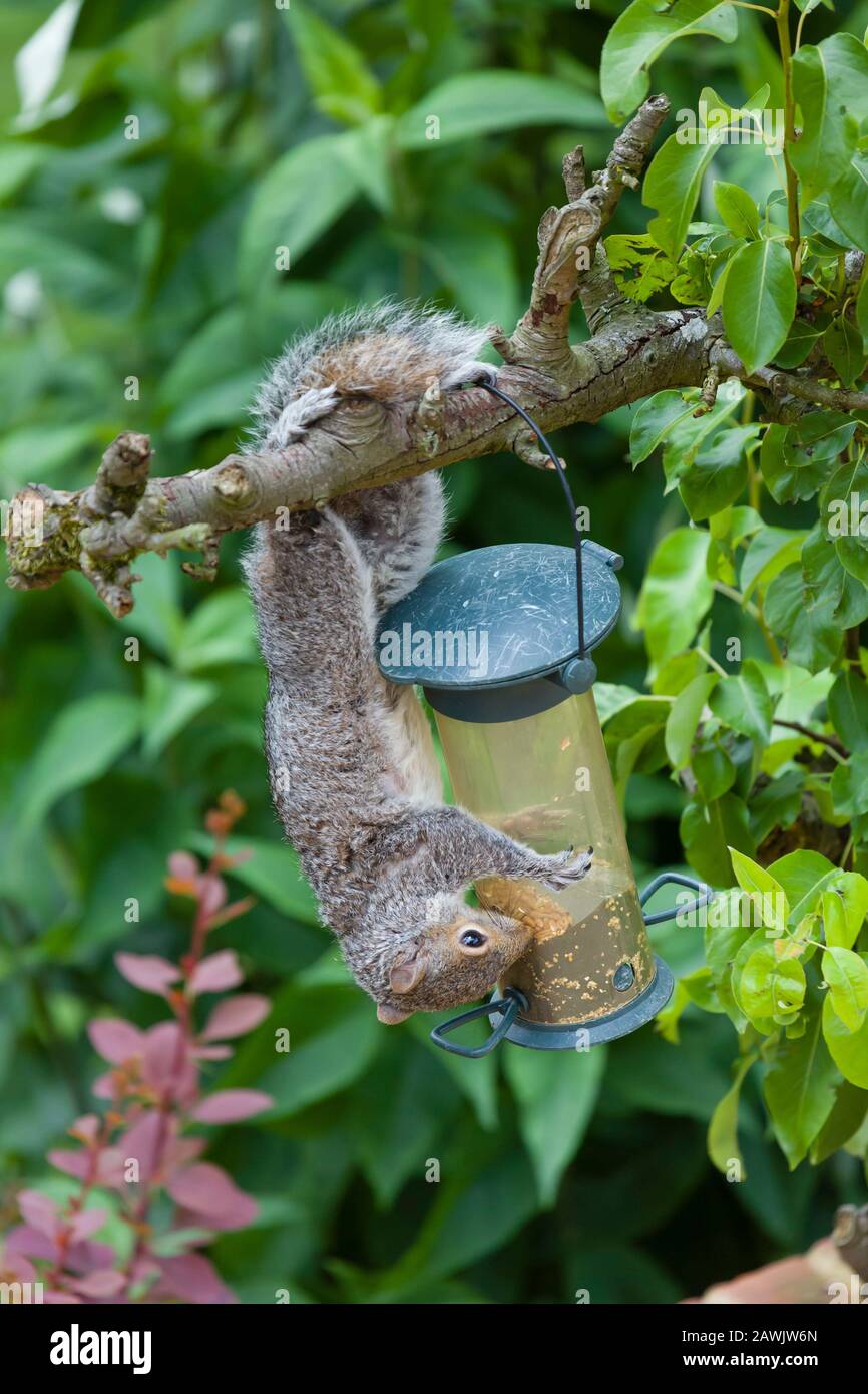 Grey squirrel eating from a bird feeder in an English garden, UK Stock