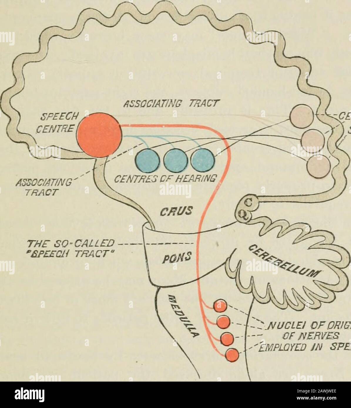 Lectures on nervous diseases from the standpoint of cerebral and spinal ...
