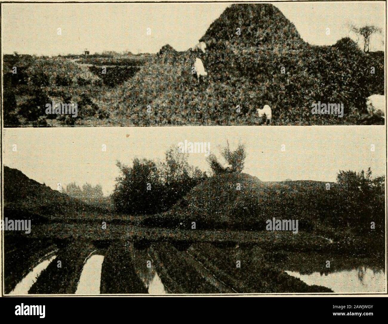 Farmers of forty centuries; or, Permanent agriculture in China, Korea and Japan . ter part of thetime, and we wonder if the fact does not also record a slow sub-sidence of the delta plain under the ever-increasing load ofriver silt. A closer view of the graves is given in the lower section ofFig. 20, where they are seen not only to occupy large areas ofvaluable land but to be much in the way of agricultural opera-tions. A still closer view of other groups, with a farm village inthe background, is shown in the middle section of the sameillustration. On the right may be seen a line of six graves Stock Photo