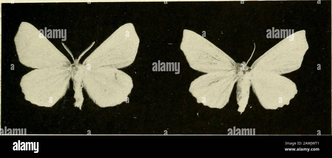 Report of the State Entomologist on injurious and other insects of the state of New York . 0, tab. 2, fig. 14, a, b1878 = bispinus Duft. Eichhoff. Rat. Tom. p. 217 Habitat. Europe, United States (?). Food plant. Clematis. 190 cucurbitae Lee. [879 Xylocleptes. Leconte. U. S. Geol. Su?. Bui. 5:519 [886 Xylocleptes. Schwarz. Ent. Am. 2:42 [897 Xylocleptes. Cockerell. N. Y. Ent. Soc. Jour. 5:150 [907 Xylocleptes. Fall & Cockerell. Am. Ent. Soc. Trans. 33:217 Habitat. Utah, New Mexico. Food plant. C u c u r b i t a f o e t i d i s s i ni a . 191 decipiens Lee.Xylocleptes. Leconte. Am. Phil. Soc. Pr Stock Photo