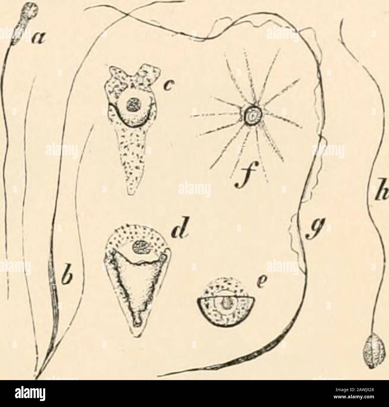 Text-book of comparative anatomy . lements, cells areproduced which are equivalent to egg-germs, and which may be distinguishedas sperm germs. Whereas, however,the egg germs become eggs direct bymeans of growth and maturation, thesperm germs are still further divided i Y7^ 1, -&gt; tozoa. «. Of a Mammal ; b, of a Turbel- and produce spermatozoa. We have larian&gt; wi;h two accessory fla,,ella. Cj t?jalready seen a phenomenon similar, ;md e, of Nematoda; /, of a Crustacean; though not in all points parallel, in ..of a Salamander (with undulating mem-,, -. ° ,. 11 r ii  1 brane);7i, The commone Stock Photo