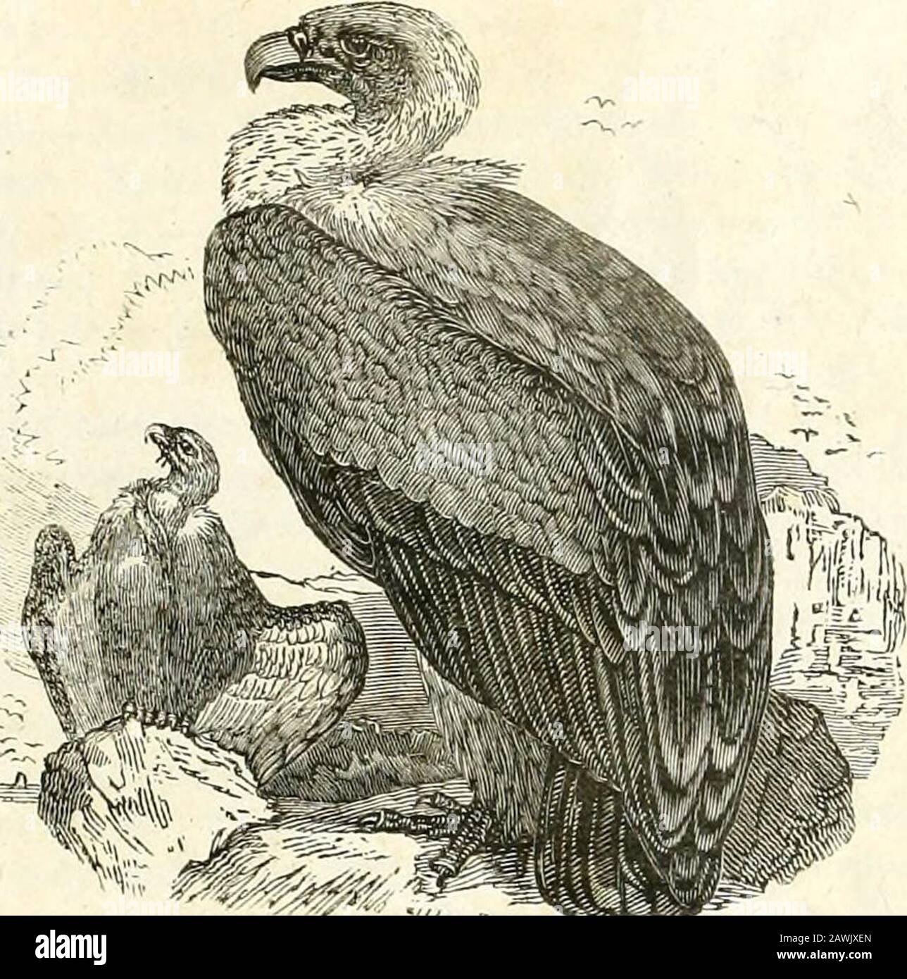 The of natural history and American rural sports . ariffon