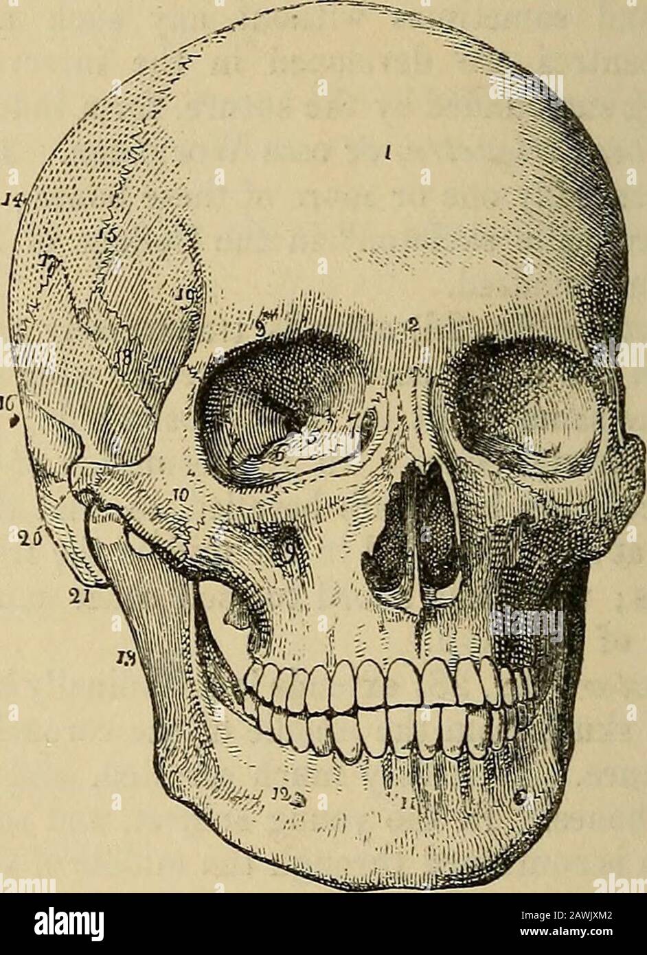 The anatomist's vade mecum : a system of human anatomy . f additamentum suturce lambdoidalis. It is in the lambdoidsuture that ossa triquetra occur most frequently. The squamous suture (fig. 28) unites the squamous portion of thetemporal bone with the greater ala of the sphenoid, and with theparietal, overlapping the lower border of the latter. The portion ofthe suture which is continued backwards from the squamous portionof the bone to the lambdoid suture, and connects the mastoid portionwith the posterior inferior angle of the parietal, is the additamentumsuturce squamosce. * This skeleton b Stock Photo