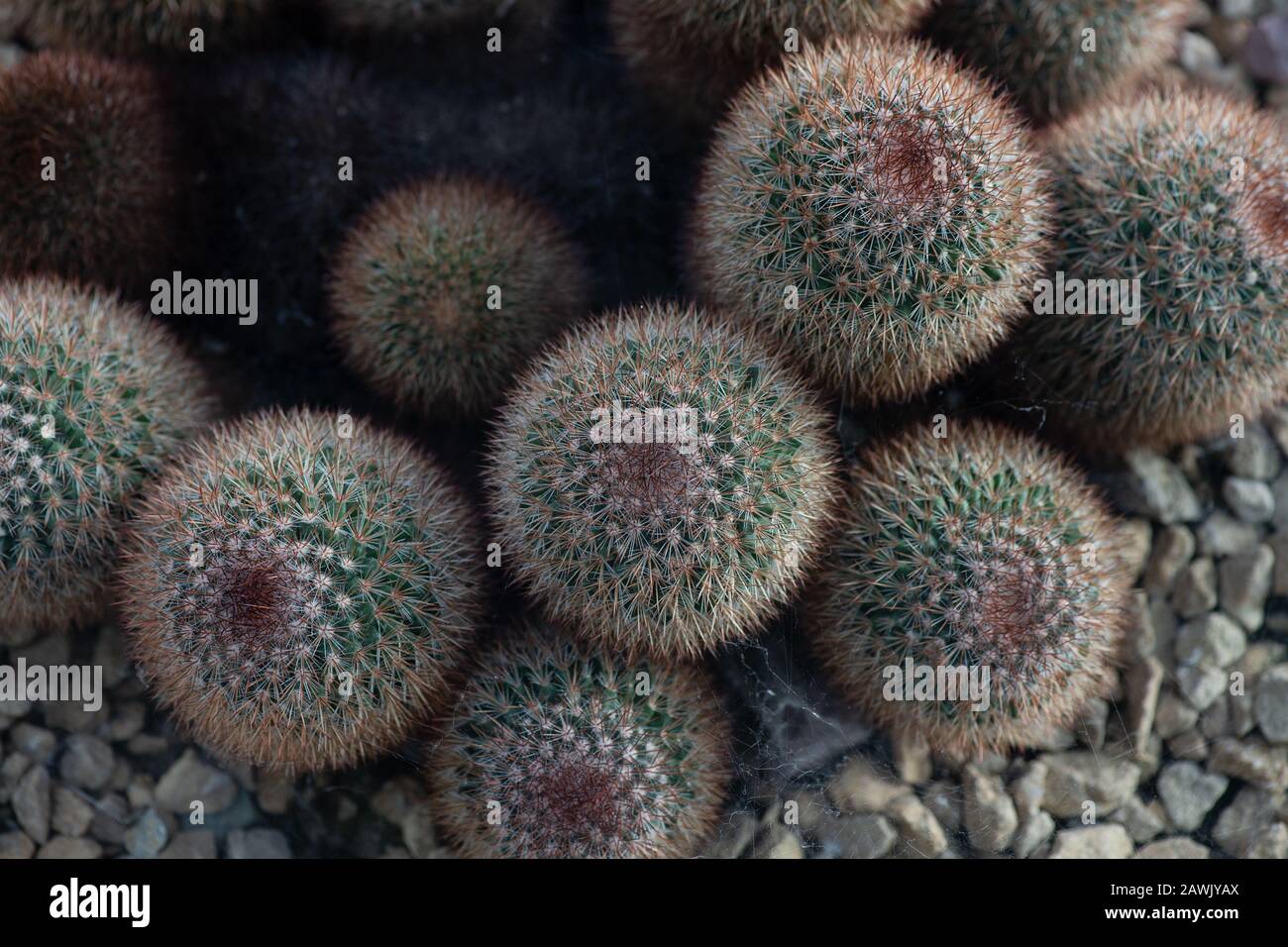 Mammillaria spinosissima, also known as the spiny pincushion cactus, endemic to central Mexico Stock Photo