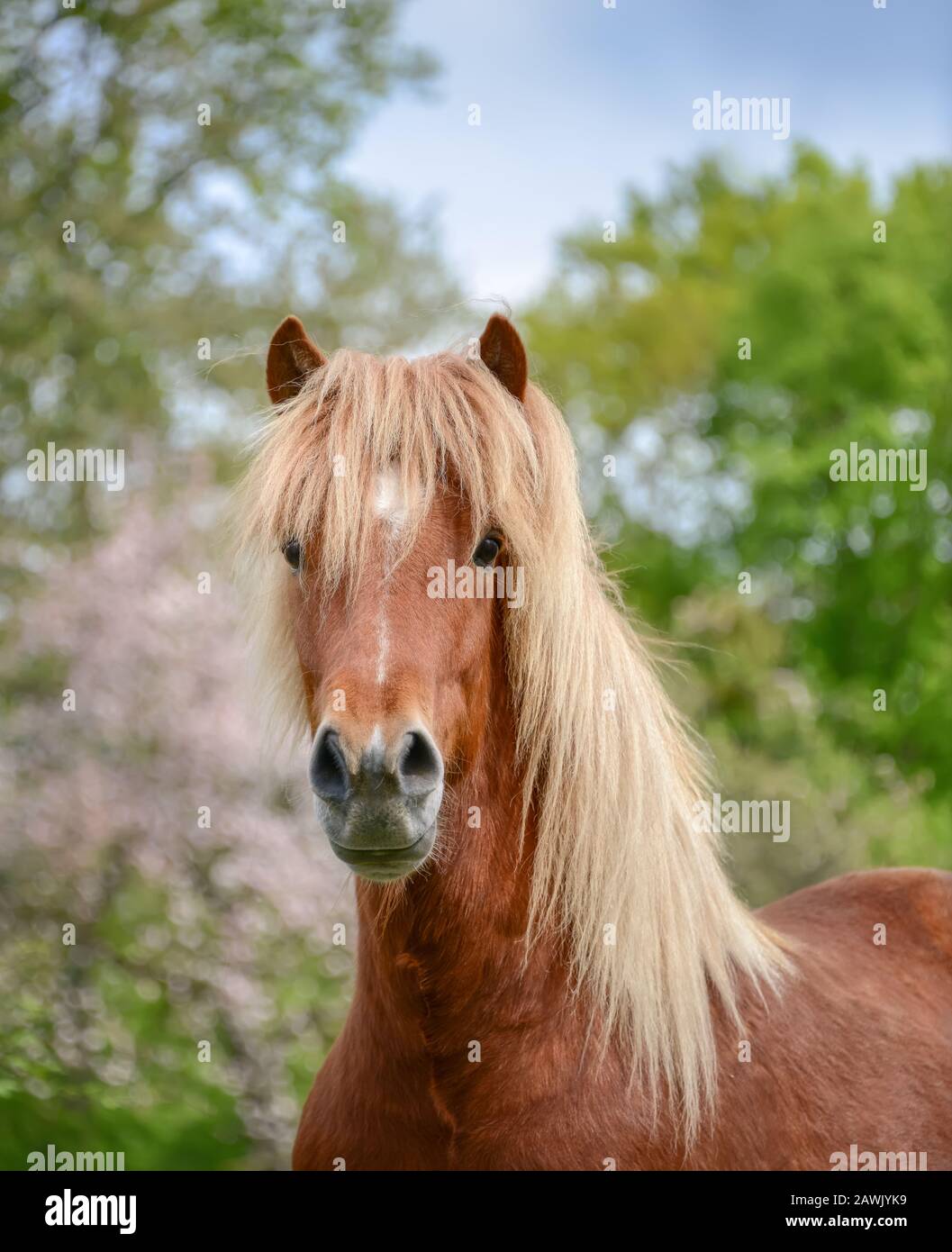 Peruvian horses sale